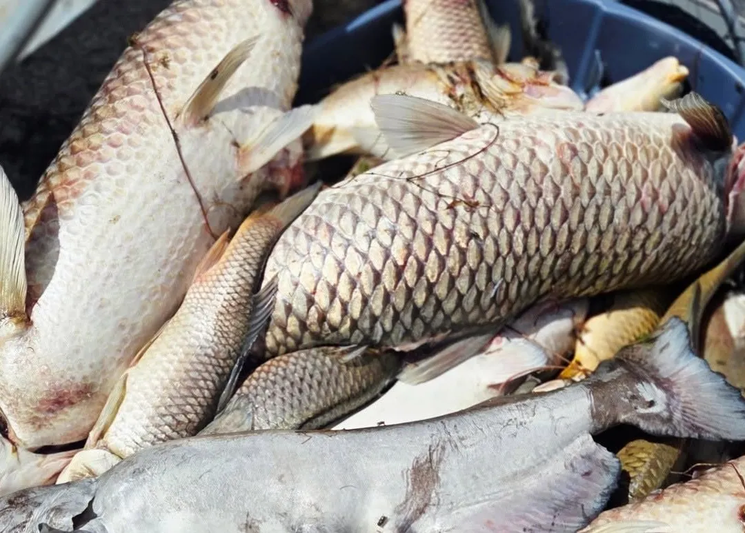 Unas 30.000 muertes de peces en el parque estatal St. Vrain, el segundo gran mortandad en semanas